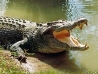 Картинки по запросу "крокодил у воді"